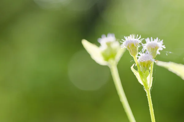 緑の自然の中で花の雑草 — ストック写真