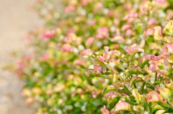 Kolor liści chwastów w zieleni — Zdjęcie stockowe
