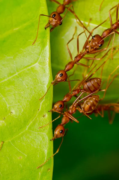 Teamarbeit bei roten Ameisen — Stockfoto