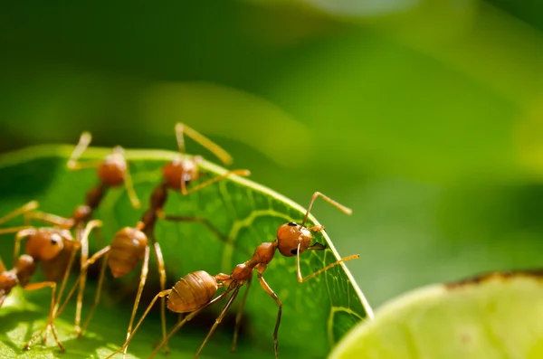 Praca w zespole czerwonych mrówek — Zdjęcie stockowe