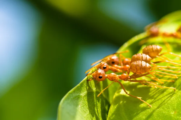 Teamarbeit bei roten Ameisen — Stockfoto