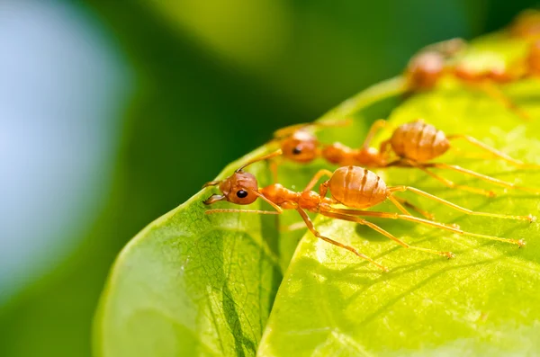 Röd myra lagarbete — Stockfoto