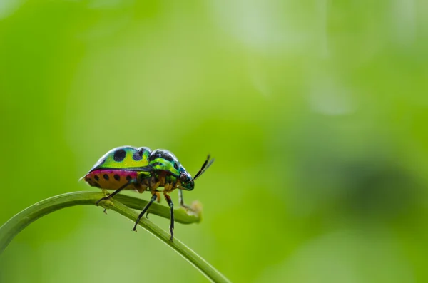 Coléoptère joyau dans la nature verte — Photo