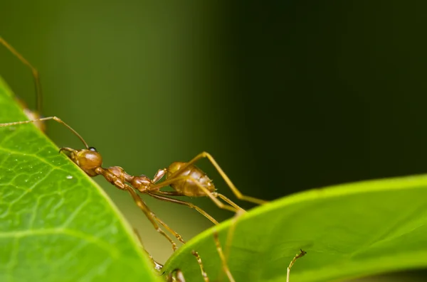 Червона мураха така втомлена — стокове фото