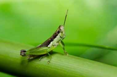 Grasshopper in green nature clipart