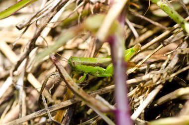 Grasshopper in green nature