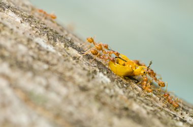 Karıncalar turuncu böceği yeşil doğada yiyecek.