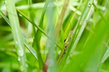 Grasshopper in green nature