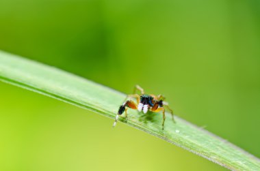 Yeşil doğanın örümcek atlama