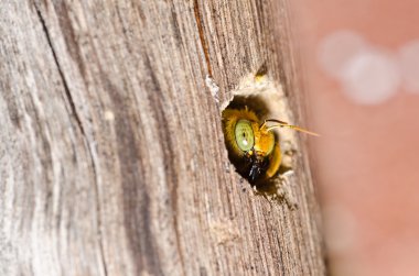 Carpenter bee in the nature clipart