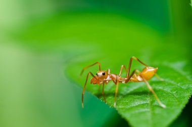 Red spider in nature