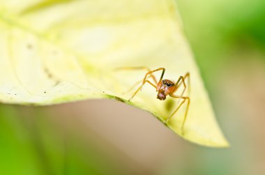 Red spider in nature