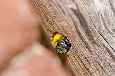 Carpenter bee in the nature clipart