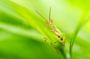 Grasshopper in green nature