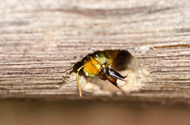 Carpenter bee in the nature clipart