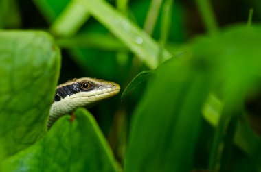 skink Bahçe