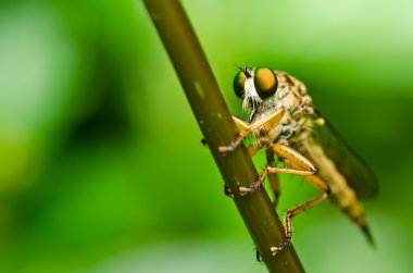 robberfly yeşil doğa