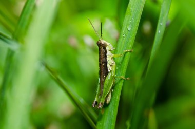 Grasshopper in green nature