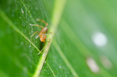 Red spider in nature