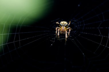 doğada örümcek