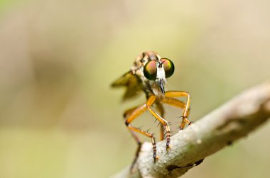 robberfly yeşil doğa