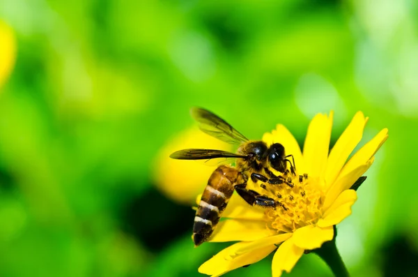 Bee en gele bloem in de groene natuur — Stockfoto