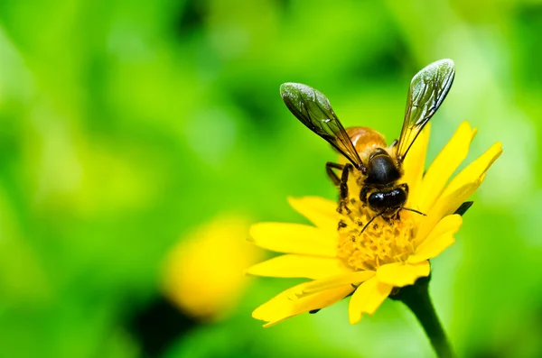 Μέλισσα και κίτρινο λουλούδι στο πράσινο της φύσης — Φωτογραφία Αρχείου