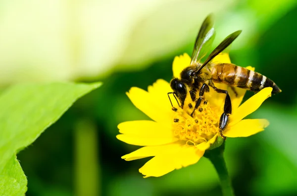 Bee a žlutá květina v zeleni — Stock fotografie