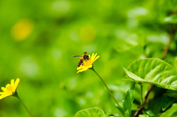 Abelha na natureza verde — Fotografia de Stock