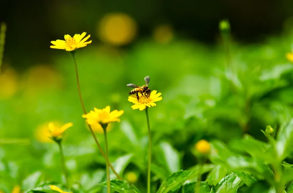 Bee and yellow flower in green nature — Stock Photo, Image