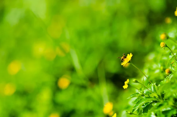 Abeja y flor amarilla en la naturaleza verde —  Fotos de Stock