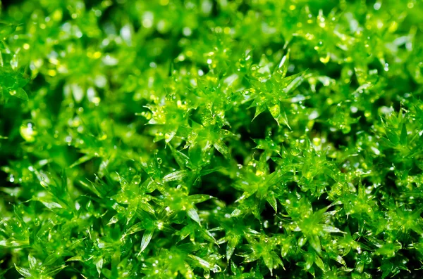 Taze moss yeşil doğa — Stok fotoğraf