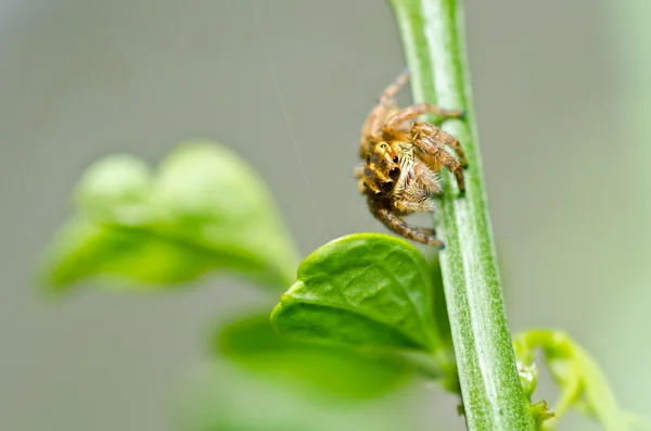 Yeşil doğanın örümcek atlama — Stok fotoğraf