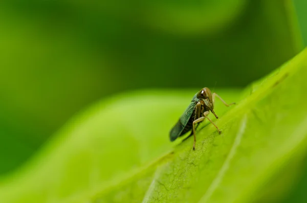 Insecte puceron dans la nature verte — Photo