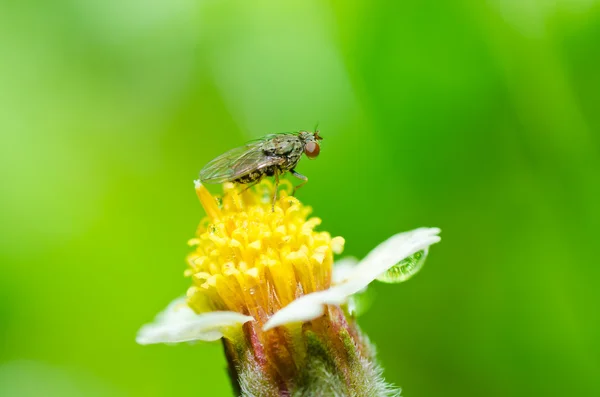 Fly and flower in green nature — Stock Photo, Image