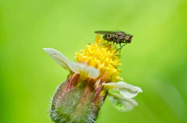 Fliege und Blume in grüner Natur — Stockfoto