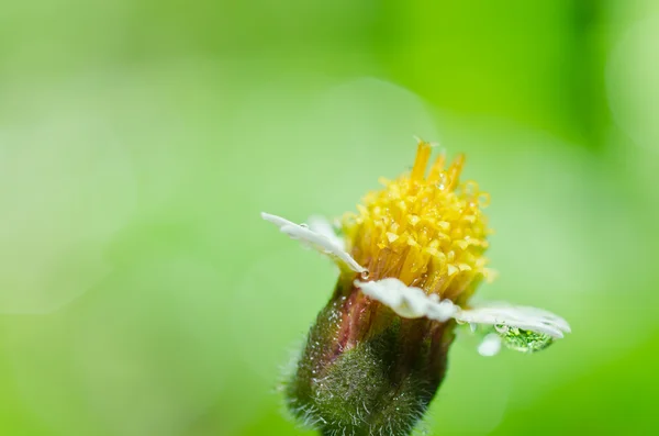 Sarı çiçek ot yeşil doğa — Stok fotoğraf