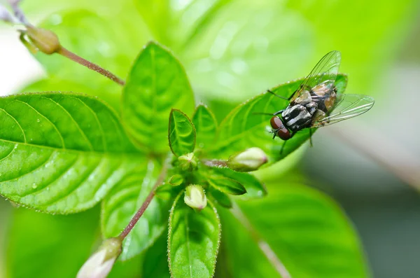 Yeşil doğada fly — Stok fotoğraf