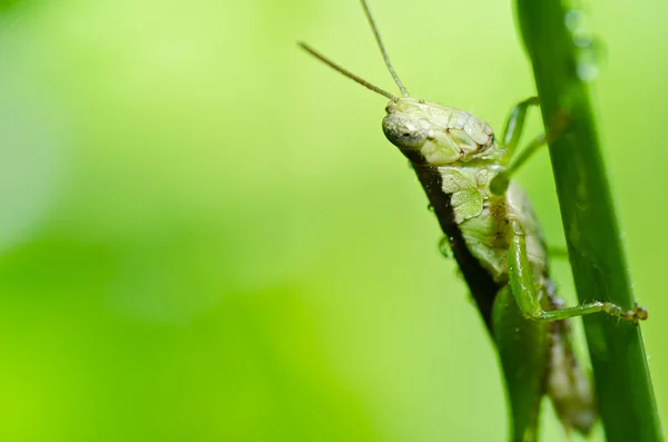 Grasshopper na natureza verde — Fotografia de Stock