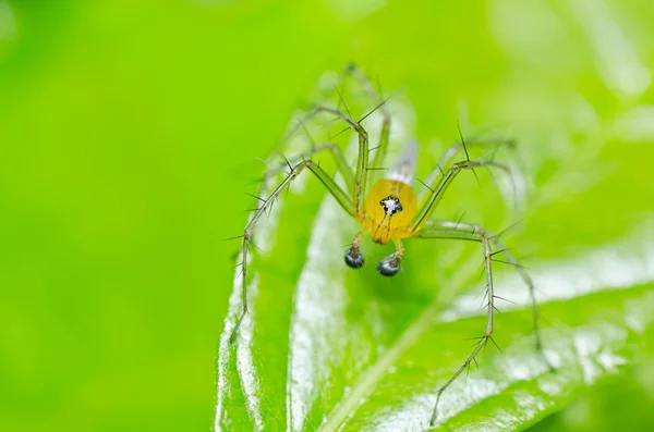 緑の自然で長い足のクモ — ストック写真