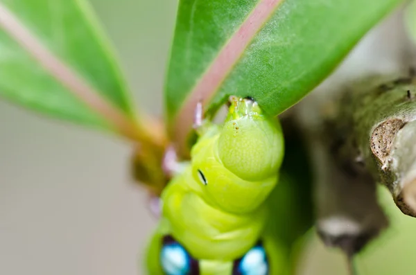Σκουλήκι στον πράσινο της φύσης — Φωτογραφία Αρχείου