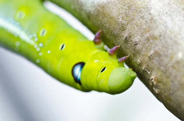 Červ v zeleni — Stock fotografie