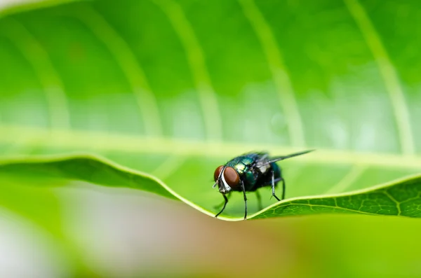 Volar en la naturaleza verde —  Fotos de Stock