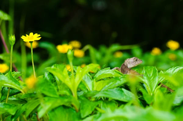Yeşil doğanın kertenkele — Stok fotoğraf