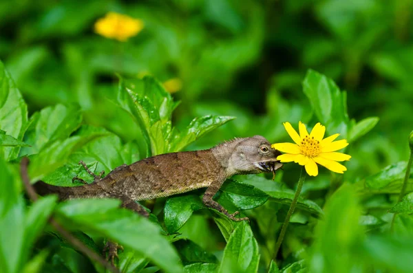 Lizard in green nature — Stock Photo, Image