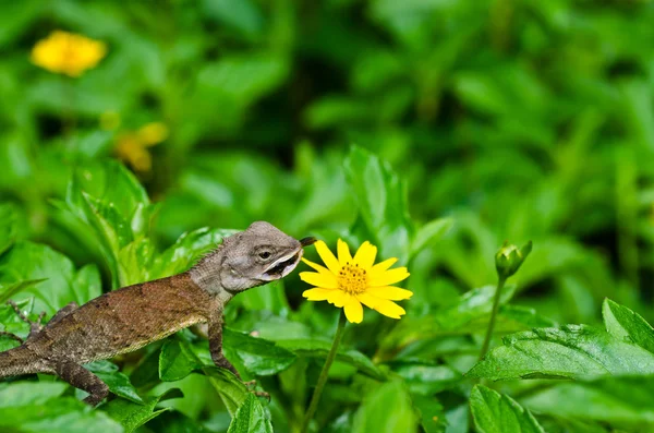 Jaszczurka w zieleni — Zdjęcie stockowe