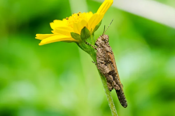 Heuschrecke und gelbe Blume in grüner Natur — Stockfoto