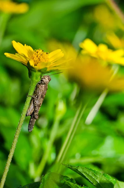 Коник і жовта квітка в зеленій природі — стокове фото