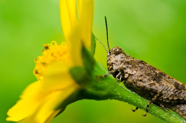 Grasshopper y flor amarilla en naturaleza verde — Foto de Stock