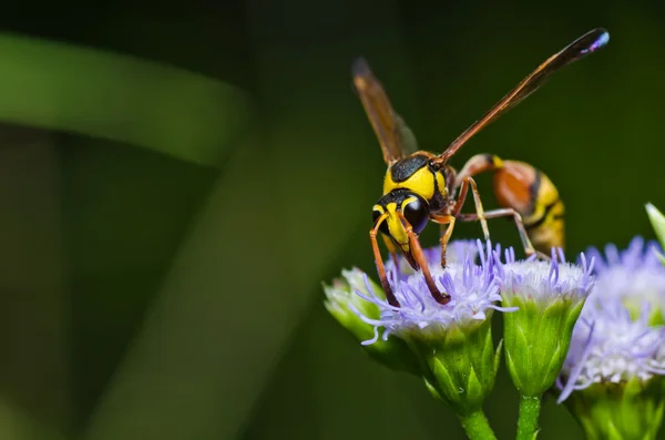 Yellow wasp in green nature or in garden — Stock Photo, Image